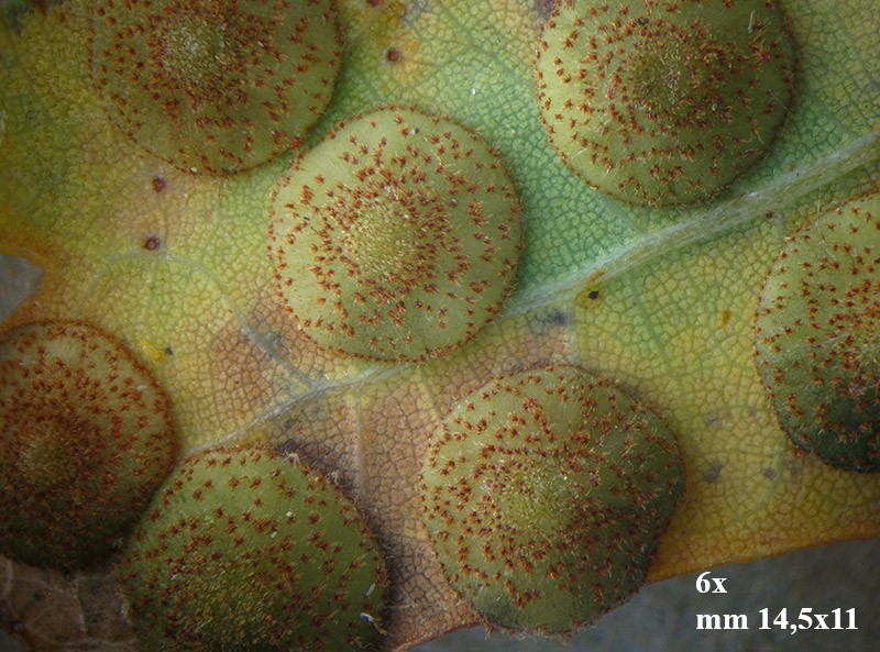 Neuroterus q. b. con parassitoide